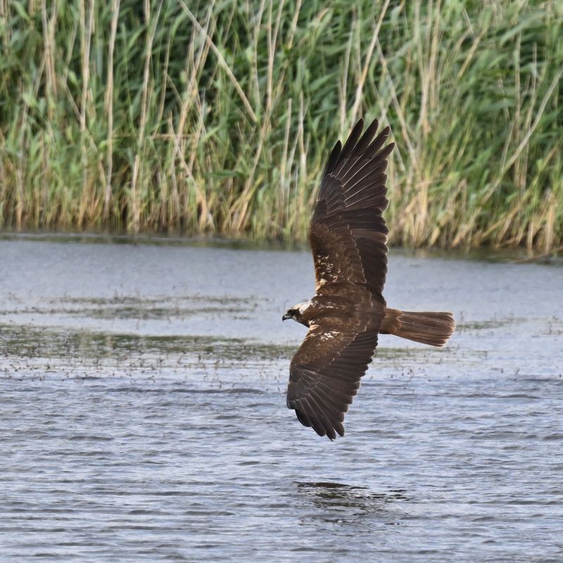 Marsh Harrier