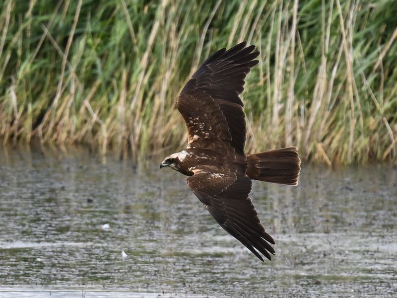 Marsh Harrier
