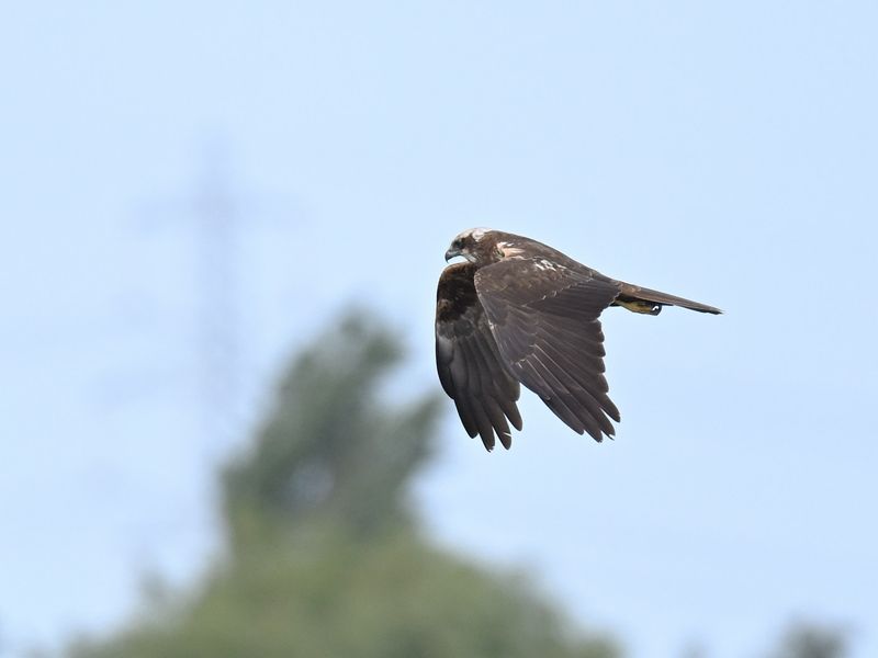 Marsh Harrier