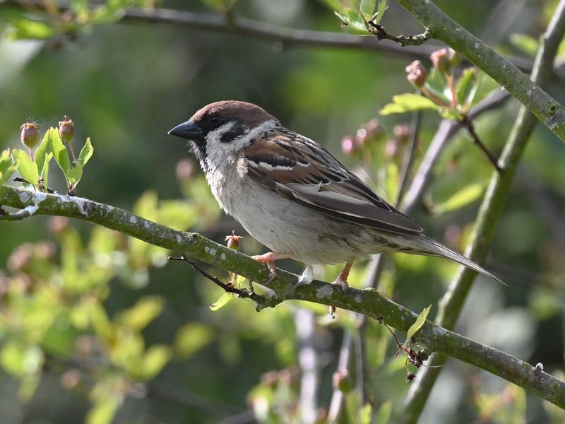 Tree Sparrow