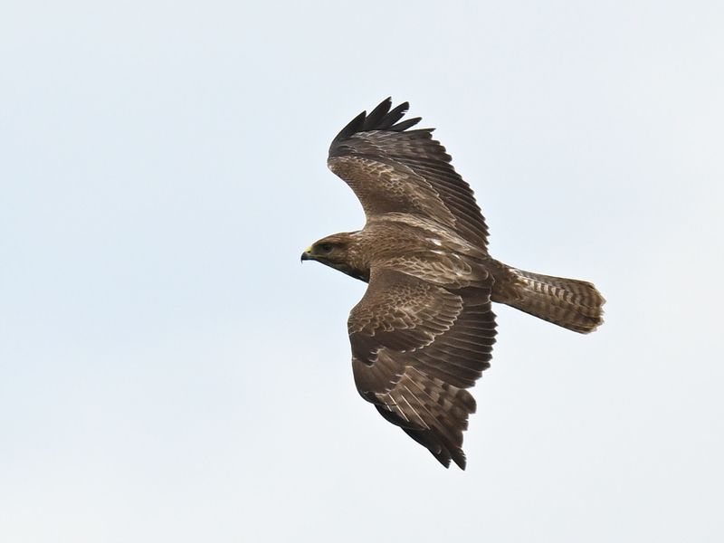 Buzzard