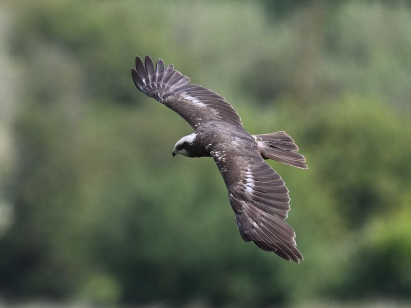 Marsh Harrier