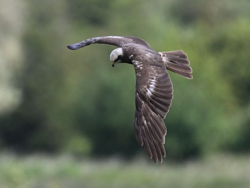 Marsh Harrier