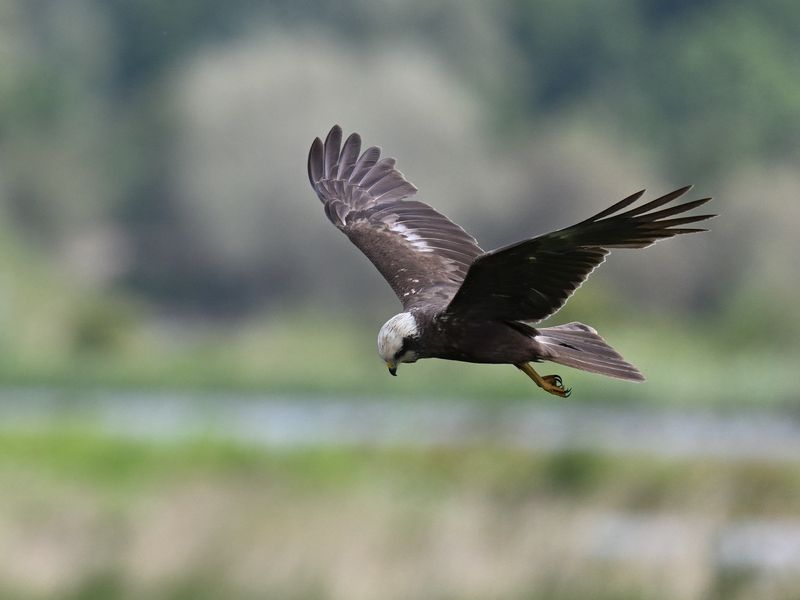 Marsh Harrier