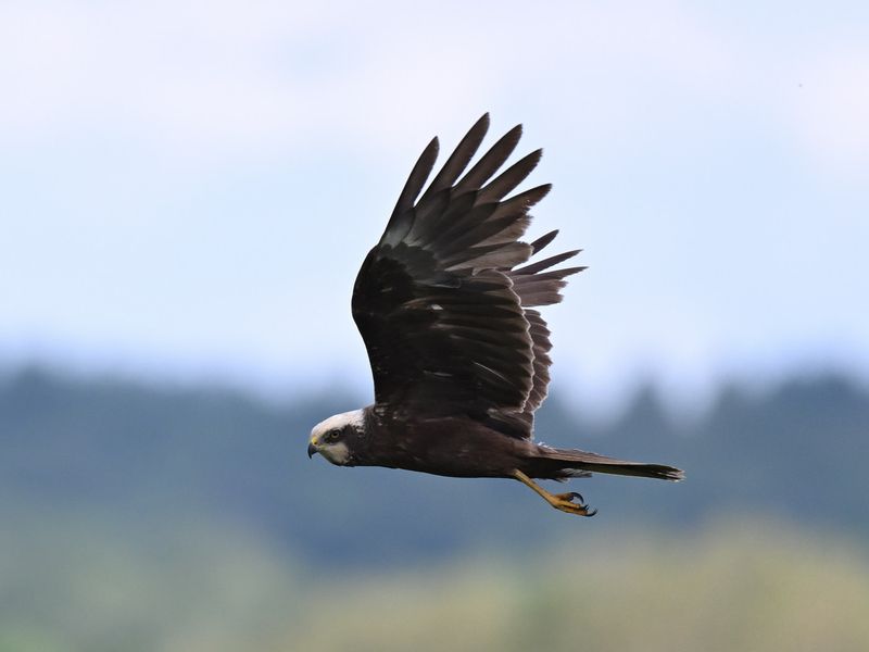 Marsh Harrier