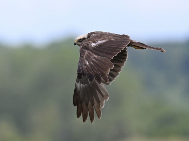 Marsh Harrier