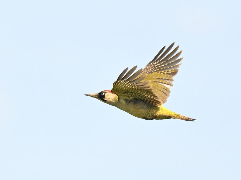 Green Woodpecker