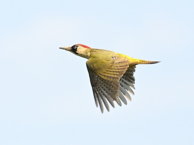 Green Woodpecker