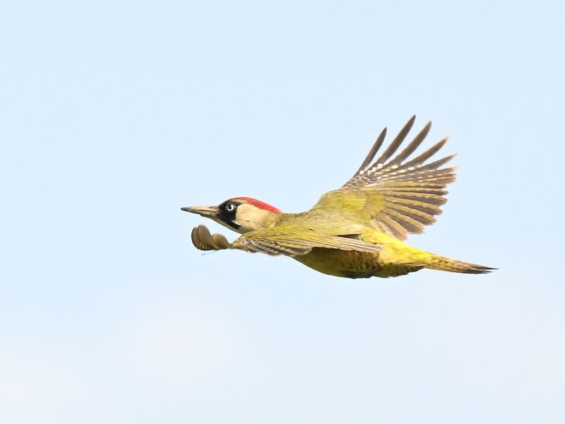 Green Woodpecker