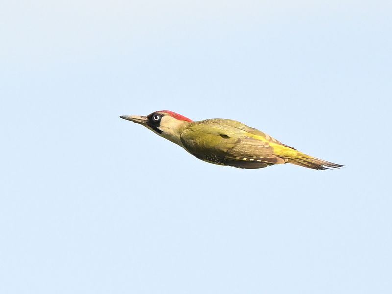 Green Woodpecker