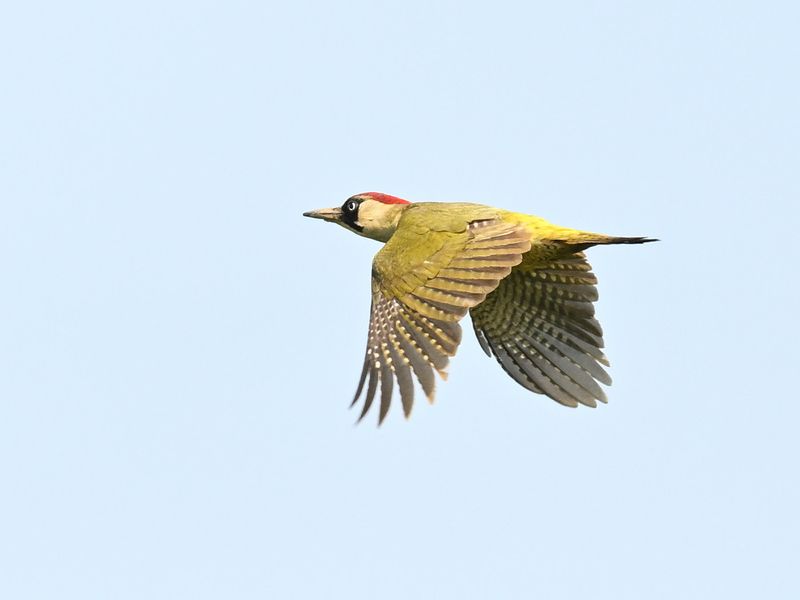 Green Woodpecker
