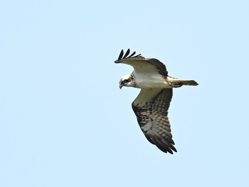 Osprey