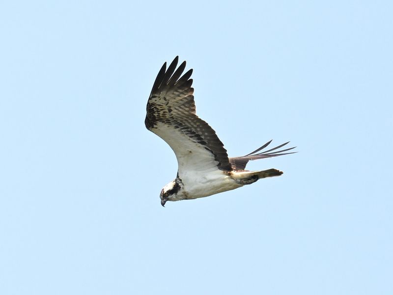 Osprey