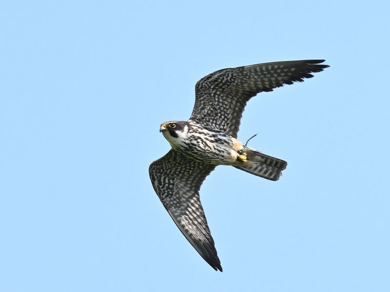 Hobby