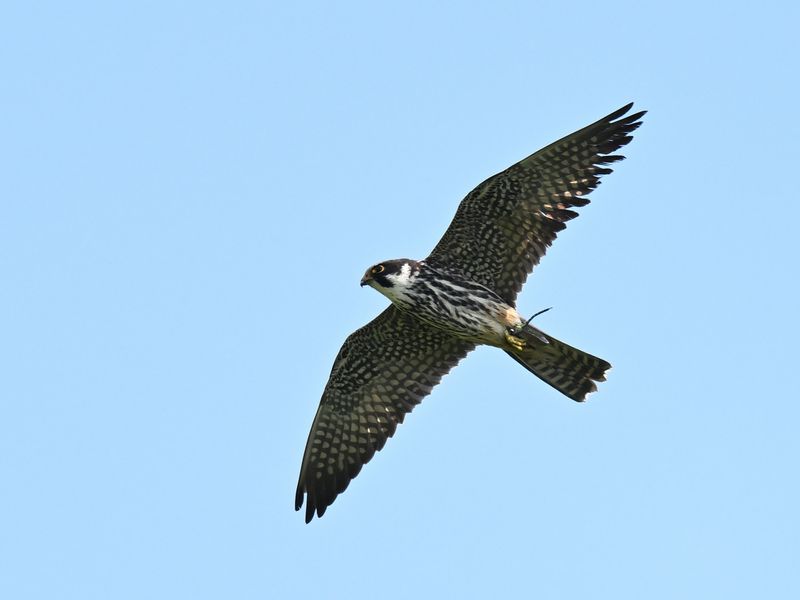 Hobby