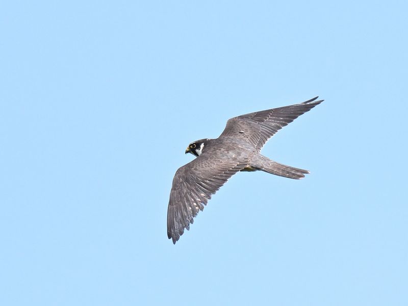 Hobby