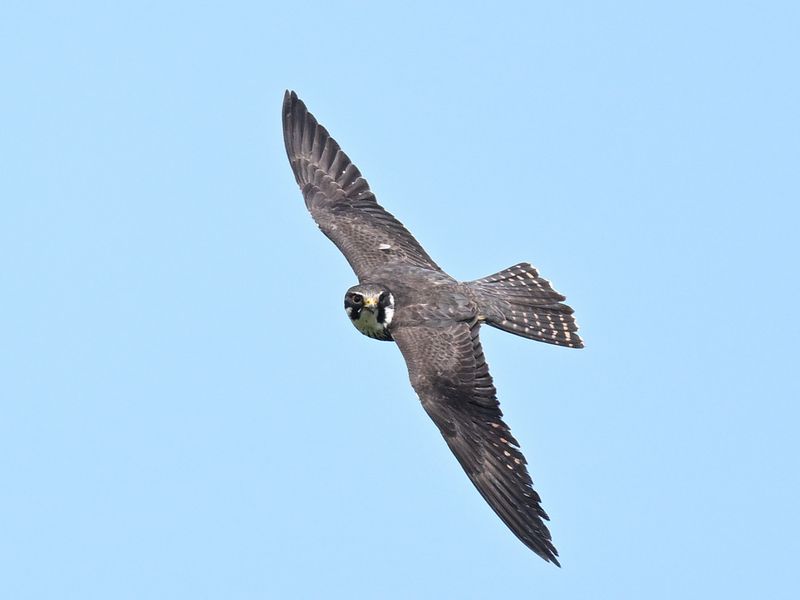 Hobby