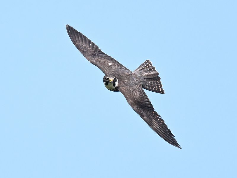 Hobby