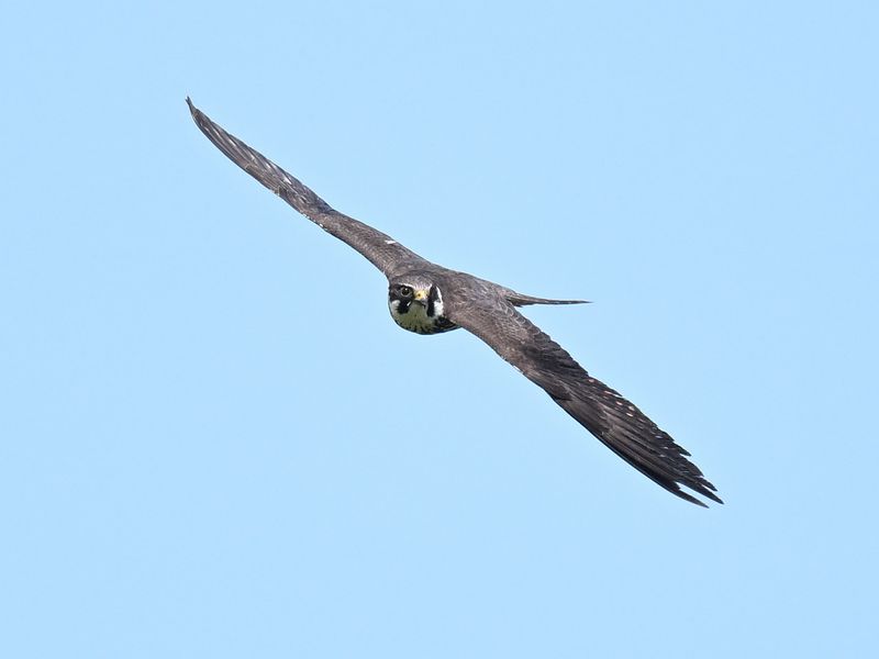 Hobby