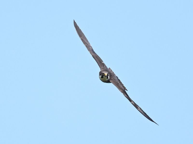 Hobby