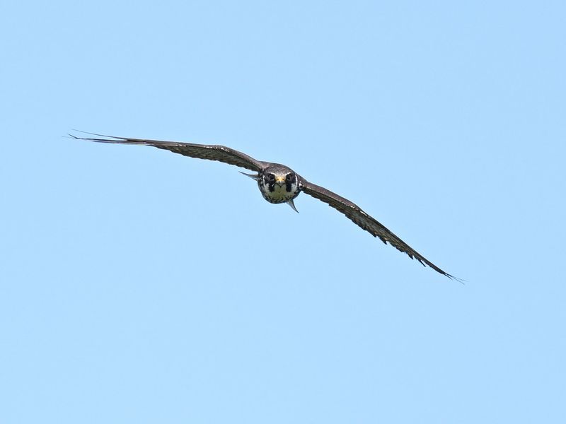 Hobby