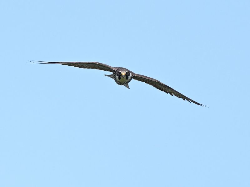 Hobby