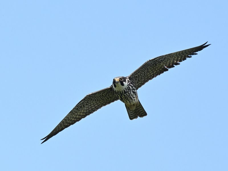 Hobby
