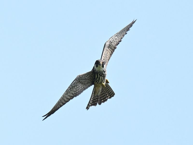 Hobby