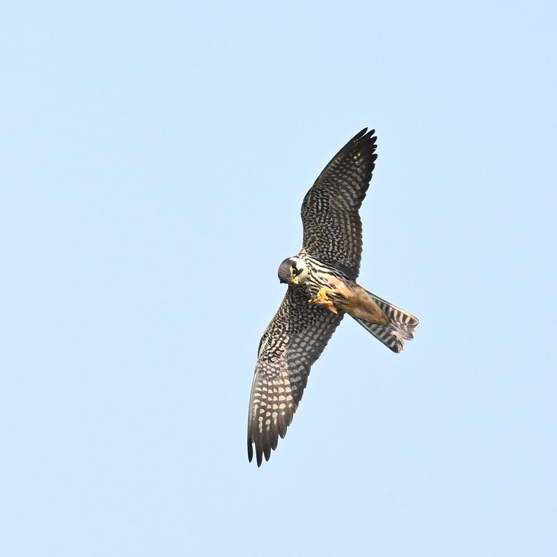 Hobby