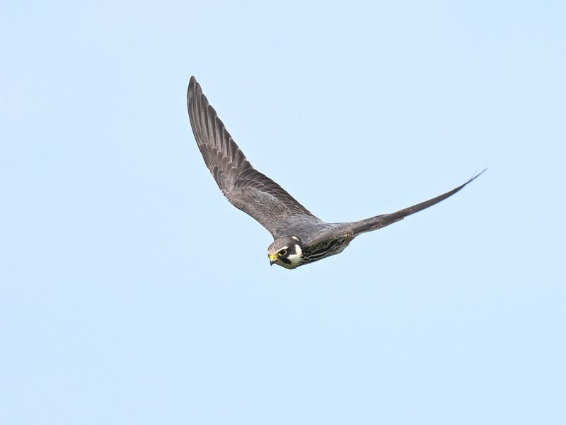 Hobby