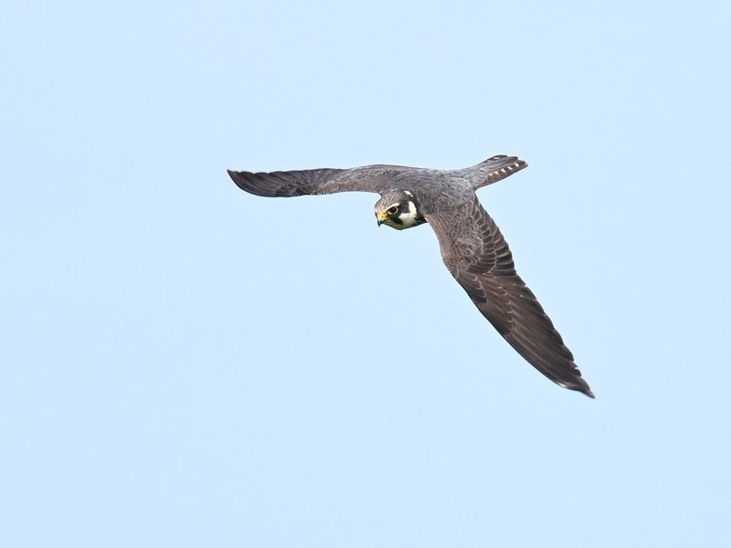 Hobby
