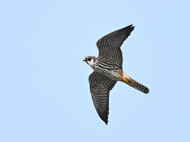 Hobby