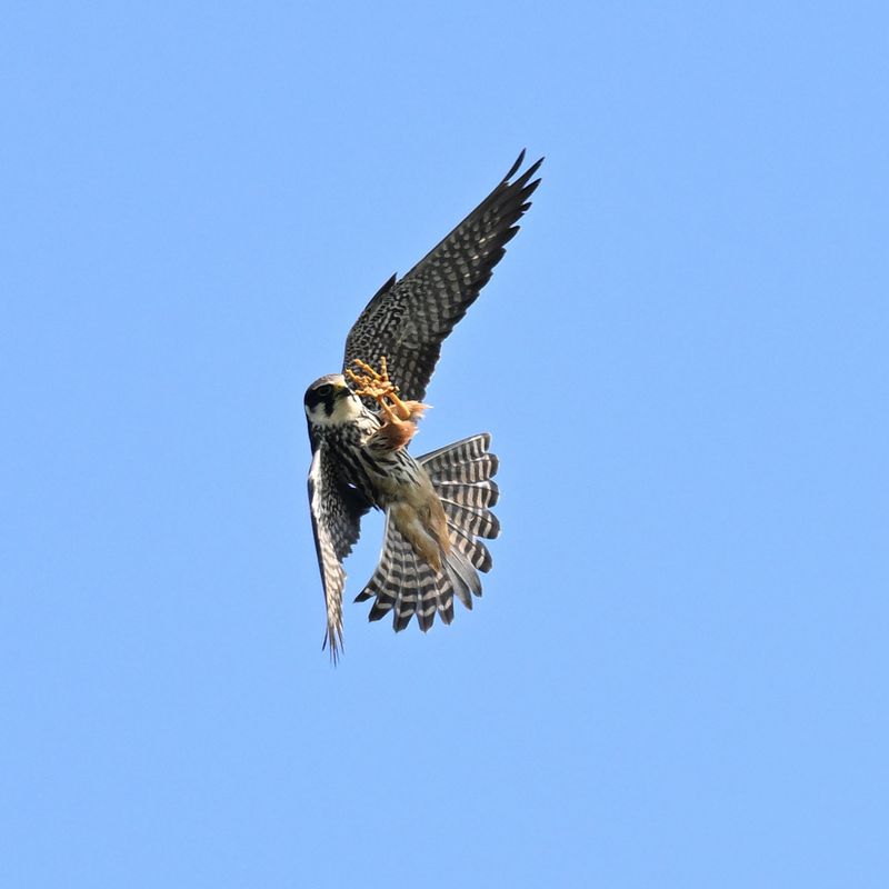 Hobby