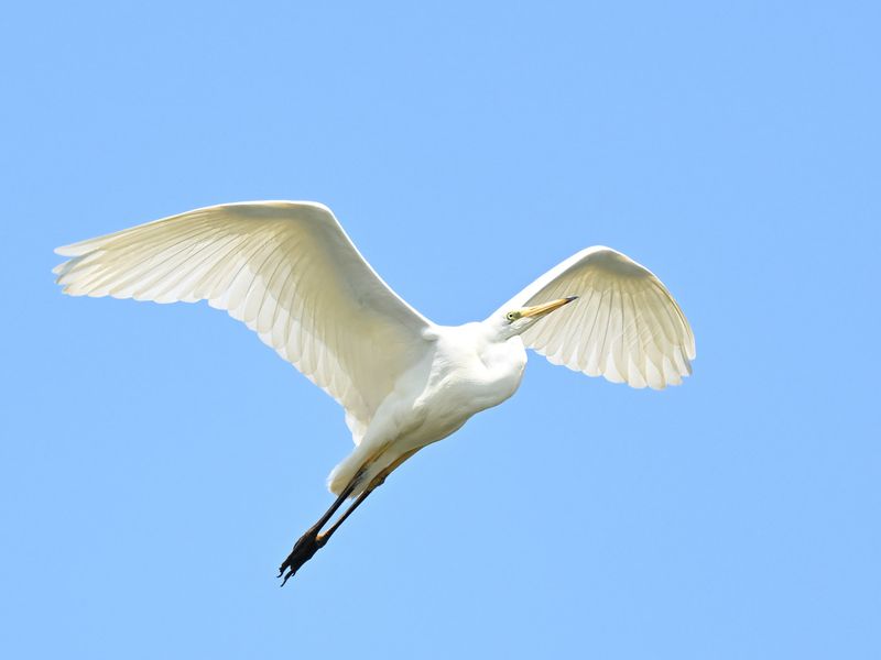 Great White Egret