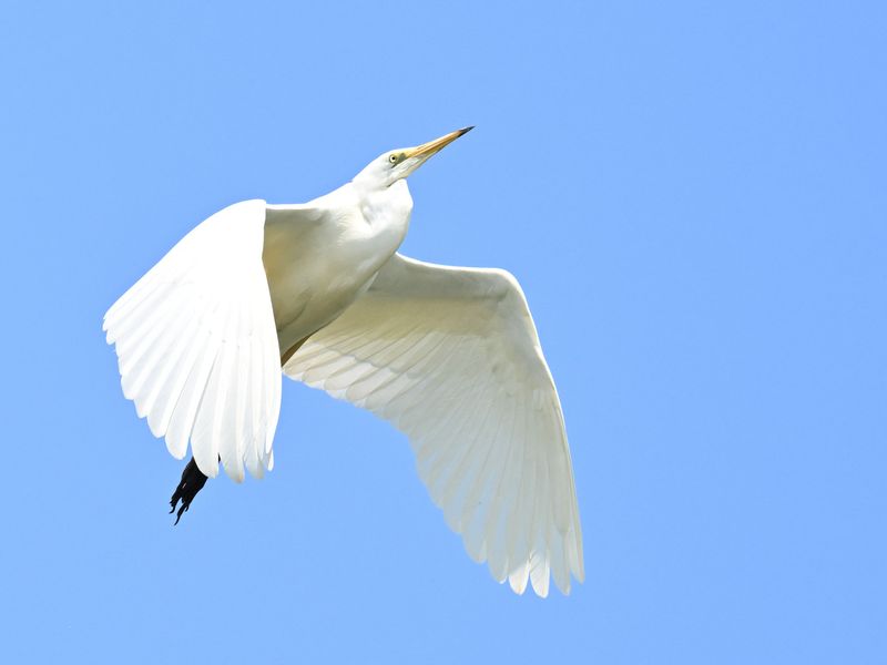 Great White Egret