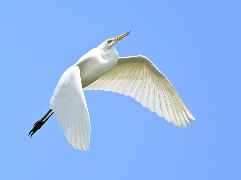 Great White Egret