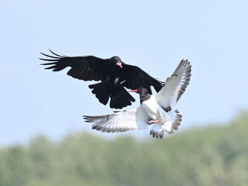 Oystercatcher vs Crow