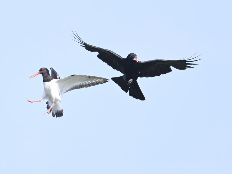 Oystercatcher 