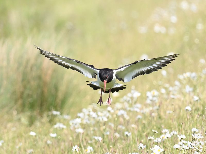 Oystercatcher