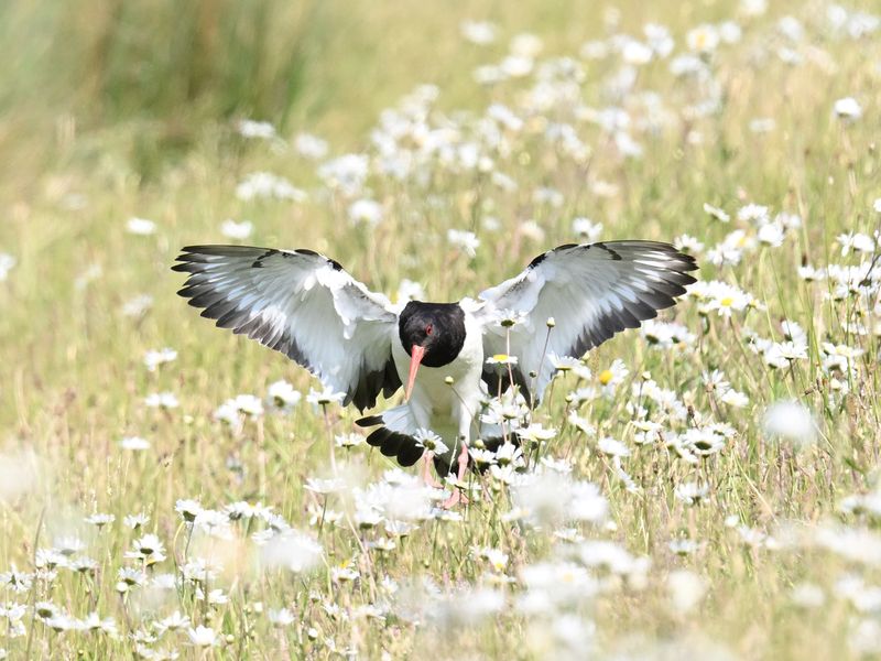 Oystercatcher