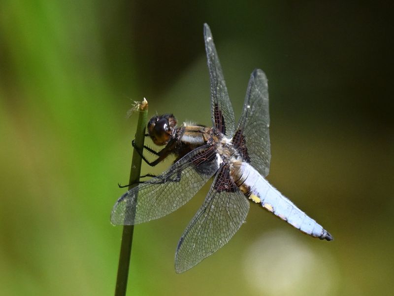 Broad Bodied Chaser