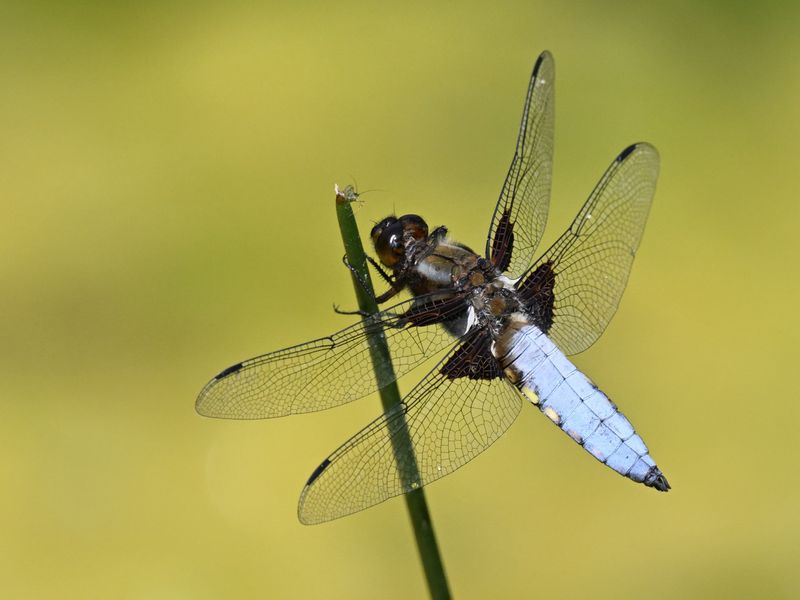 Broad Bodied Chaser