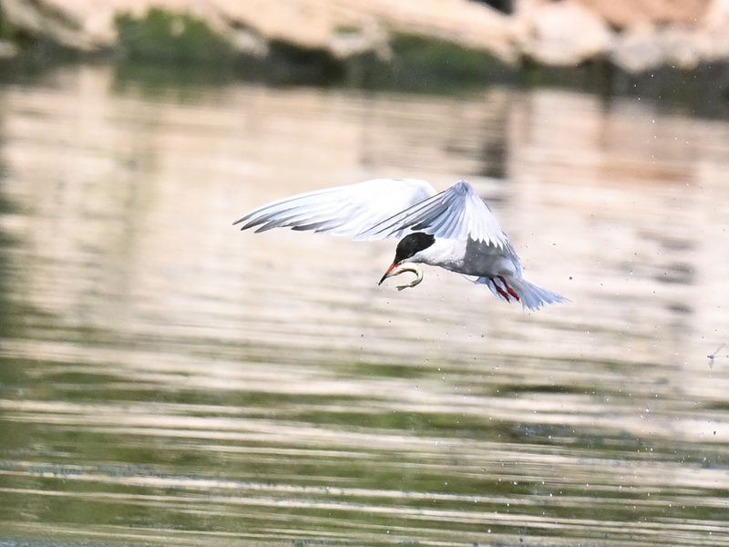 Common Tern 