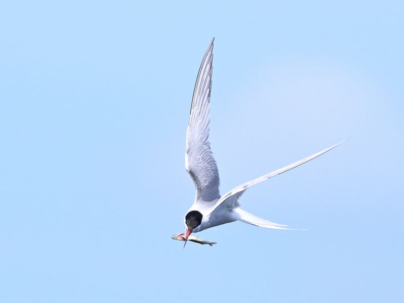Common Tern