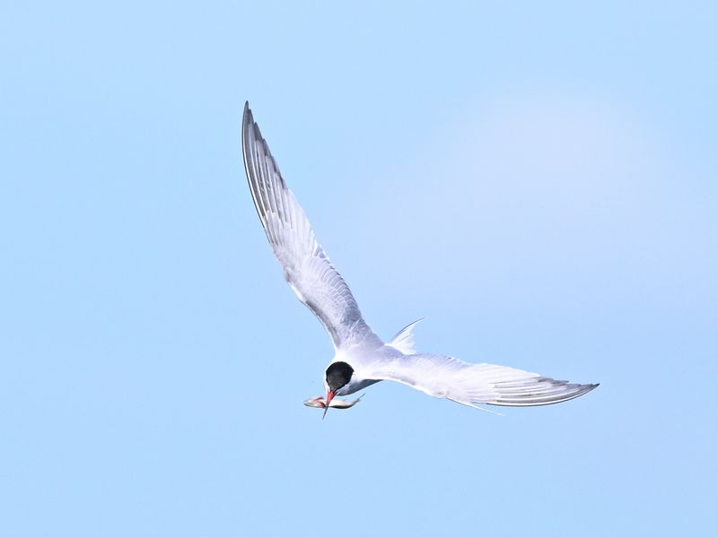 Common Tern