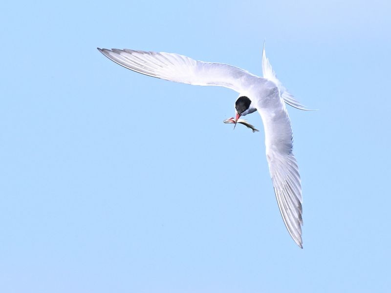 Common Tern