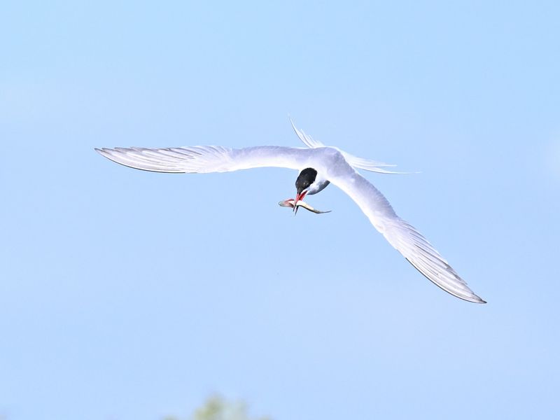 Common Tern