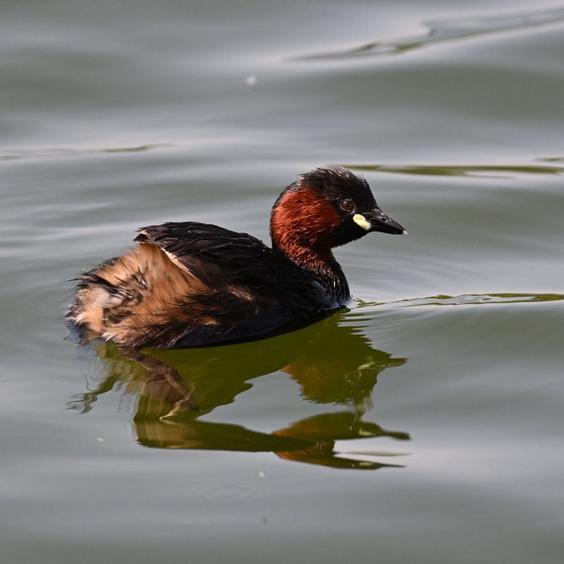 Little Grebe