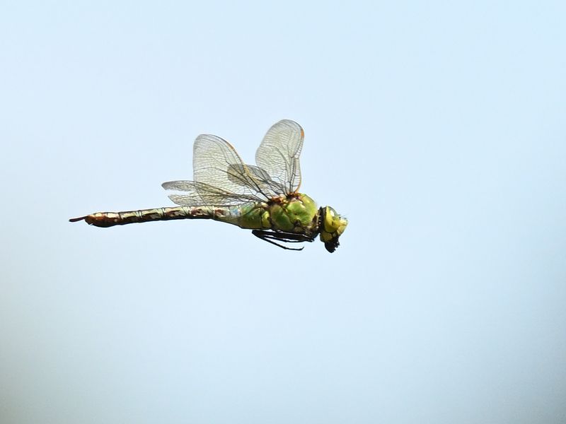Emperor Dragonfly 