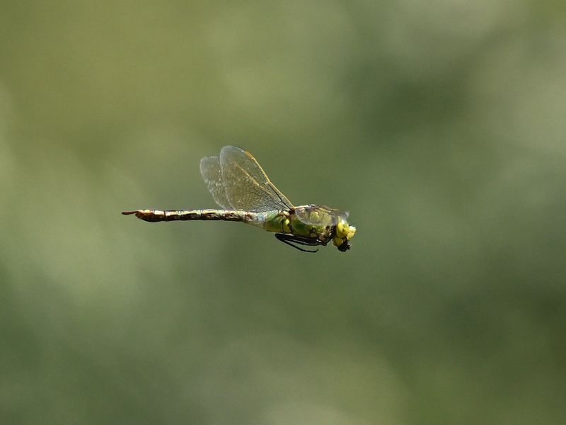 Emperor Dragonfly